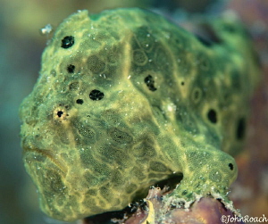 Longlure Frogfish Bonaire 
Antennarius multiocellatus by John Roach 